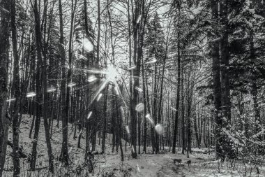 Çam ağaçları ve güneşli orman