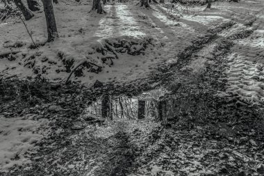 Parktaki kış yolu karla kaplı ağaçlarla dolu.