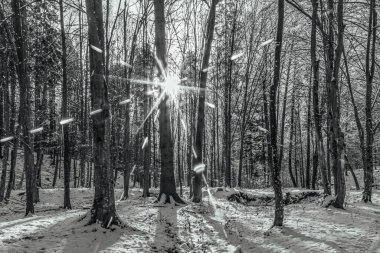 Orman, Karpatlar, Doğa Fotoğrafları - Avrupa, Doğu Avrupa, Romanya 