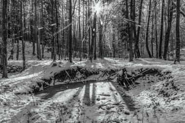 Ormanda bir ağacı olan güzel bir manzara.