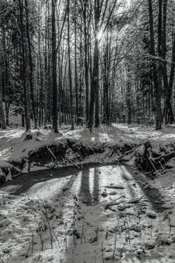 a beautiful shot of a road surrounded by trees