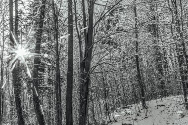 Karla kaplı ağaçlarla kaplı kış ormanı. Noel ağacı dalları