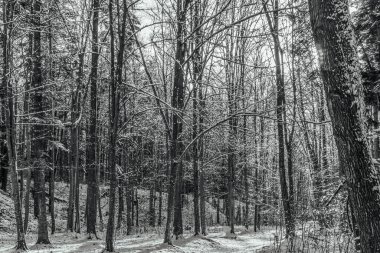 Karla kaplı bir ormanı olan kış manzarası. monokrom