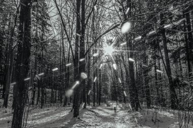 Ağaçlı ormanda kar