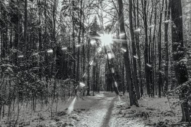 Ormandan geçen yolun siyah beyaz fotoğrafı.