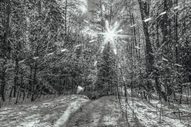 Kış manzarası. Kış ormanındaki karların arasından geçen yol.