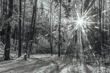 Karla kaplı ormanlı güzel kış manzarası