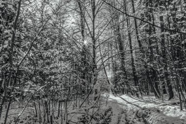 Ağaçlar ve karla kaplı kış manzarası