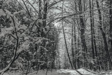 Güzel kış manzarası. Karla kaplı ağaçlar.