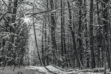 Karlı ve ağaçlı kış ormanı