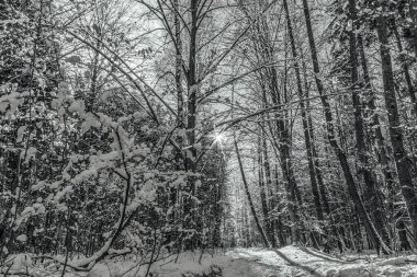 Karlı kış ormanı. siyah beyaz fotoğraf