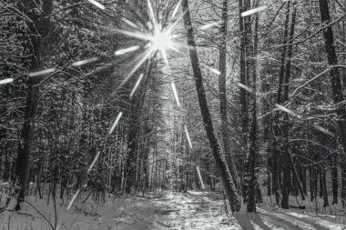 Kar - ışık ışınlarıyla kaplı kış ormanı.