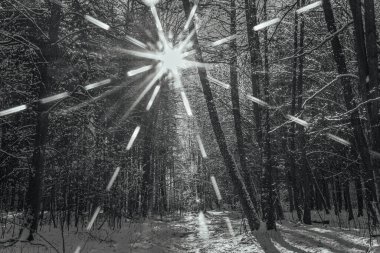 Karla kaplı ağaçlarla kaplı kış ormanı.