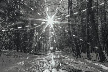 Karla kaplı kış ormanı manzarası