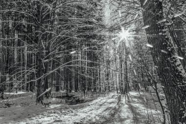 Ağaçlar ve karlı kış ormanı - beyaz ve siyah