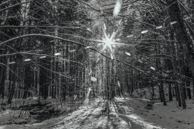 Parktaki güzel kış manzarası.