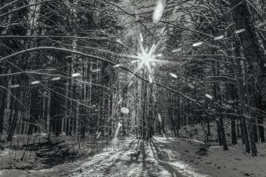 Kış orman manzarası, karlı parktaki Noel ağacı, doğa ve kar.