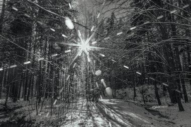 Güzel bir kış ağacının siyah beyaz fotoğrafı.