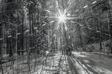Kış orman manzarası. Kar altında uzun ağaçlar. Ocak ayının soğuk günü parkta.