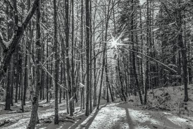 Karla kaplı ağaçlarla kaplı kış ormanı