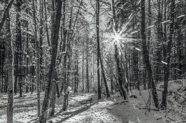 Kış ormanlarında kar İtalyan Alpleri 'nin dağlarında