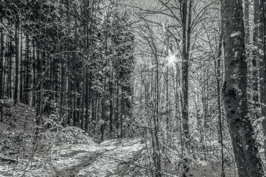 Kış orman manzarası. Karla kaplı uzun ağaçlar. Ocak ayının dondurucu soğuk günü parkta.