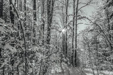 Karla kaplı ağaçlarla kaplı kış manzarası