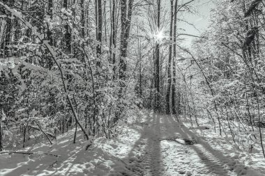 Karla kaplı ağaçları olan güzel bir manzara.