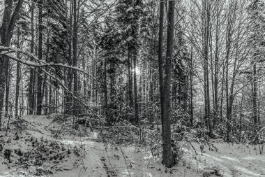 Kışın güzel bir orman.