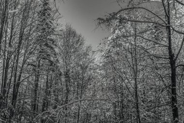 Orman, Karpatlar, Doğa Fotoğrafları - Avrupa, Doğu Avrupa, Romanya 