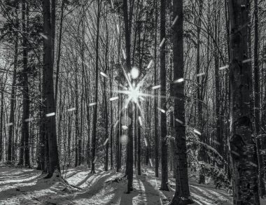 Noel ağaçları olan güzel bir kış ormanı