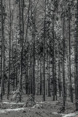 Dağlardaki ormanın güzel manzarası