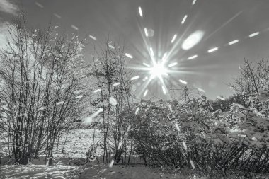 Ormanda karla kaplı ağaçlar