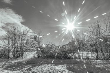 Karla kaplı ağaçlar ve güneşli kış ormanı