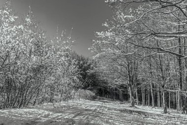 Ormanda kış manzarası