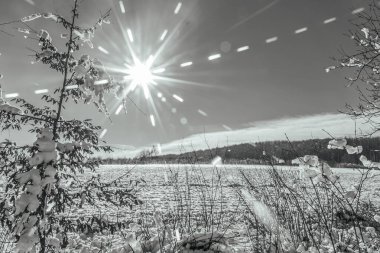 Kar - bir kış ormanında tarla ve ağaçlar, Rusya siyah ve beyaz