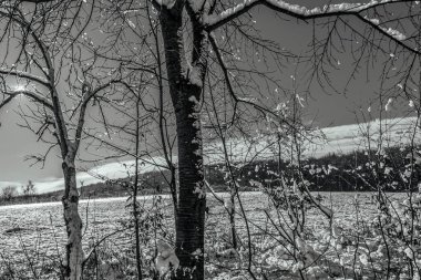 Karla kaplı ağaçlarla kaplı güzel kış manzarası