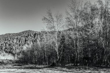 Arka planda ağaç olan bir dağın gri tonlu görüntüsü.