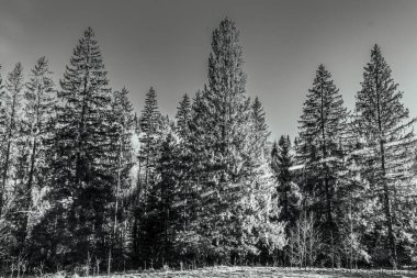 Güzel bir ormanın siyah beyaz fotoğrafı