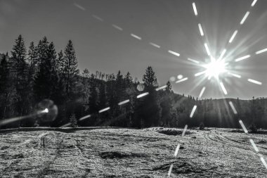 Güneş kışın ağaçların arasında parlıyor.