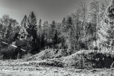 Orta Doğu Ormanı 'ndaki büyük bir ağaç yığınının güzel gri tonlu görüntüsü.