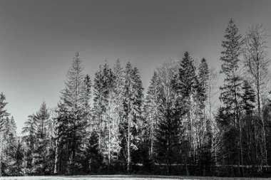 Kara beyaz arka planda, kış ormanının kara ve beyaz görüntüsü.