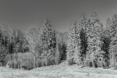 kış manzara orman ağaçları ile