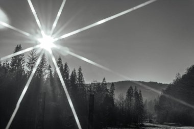 Ağaçların arasından parlayan güneş