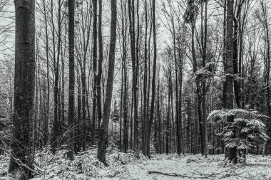 Ormanda karla kaplı bir kış manzarasının siyah beyaz görüntüsü.