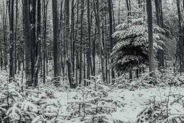 Karla kaplı ağaçlarla kaplı kış manzarası