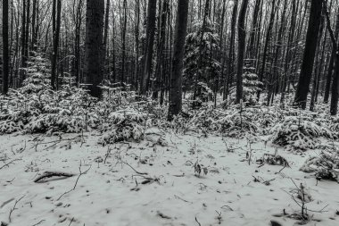 Karla kaplı ormanlı güzel bir manzara.