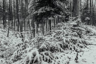 Ormanda karla kaplı ağaçlar, kış