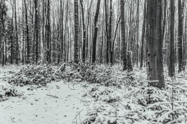 Kış ormanı karla kaplı