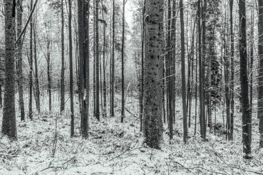 Kış ormanı manzarası, kar altında uzun ağaçlar, Ocak ayının soğuk günlerinde.